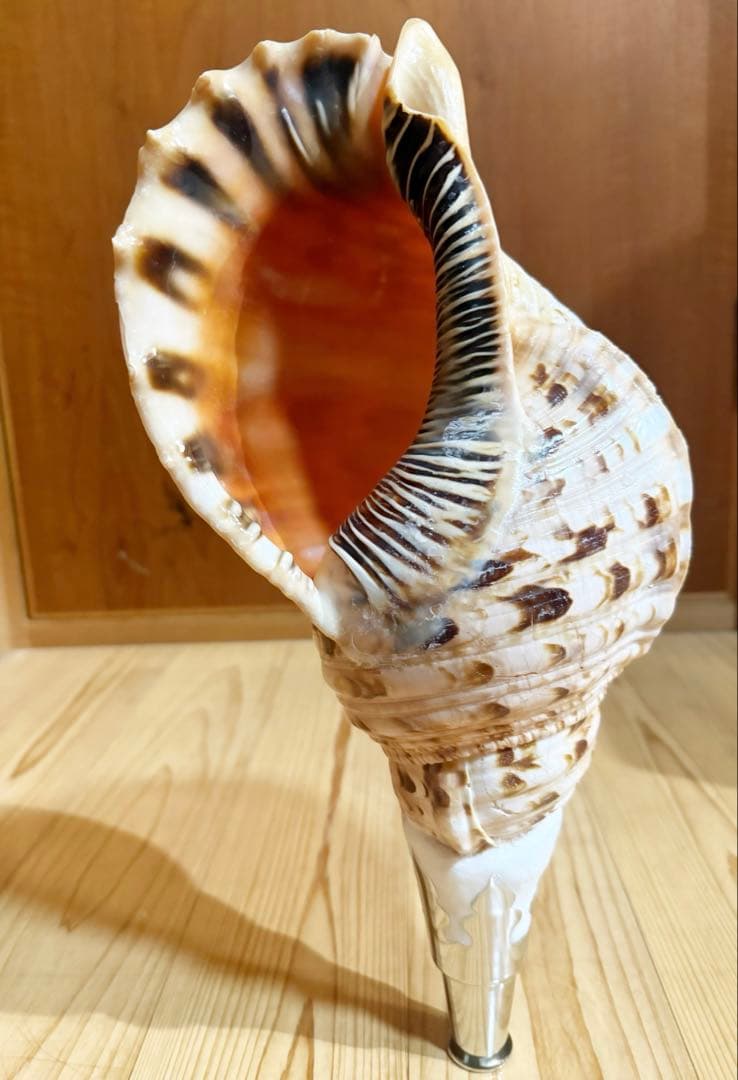 大型修験道法螺貝37.5　山伏　密教　魔除け　熊よけ❣️ホラガイ　ほら貝