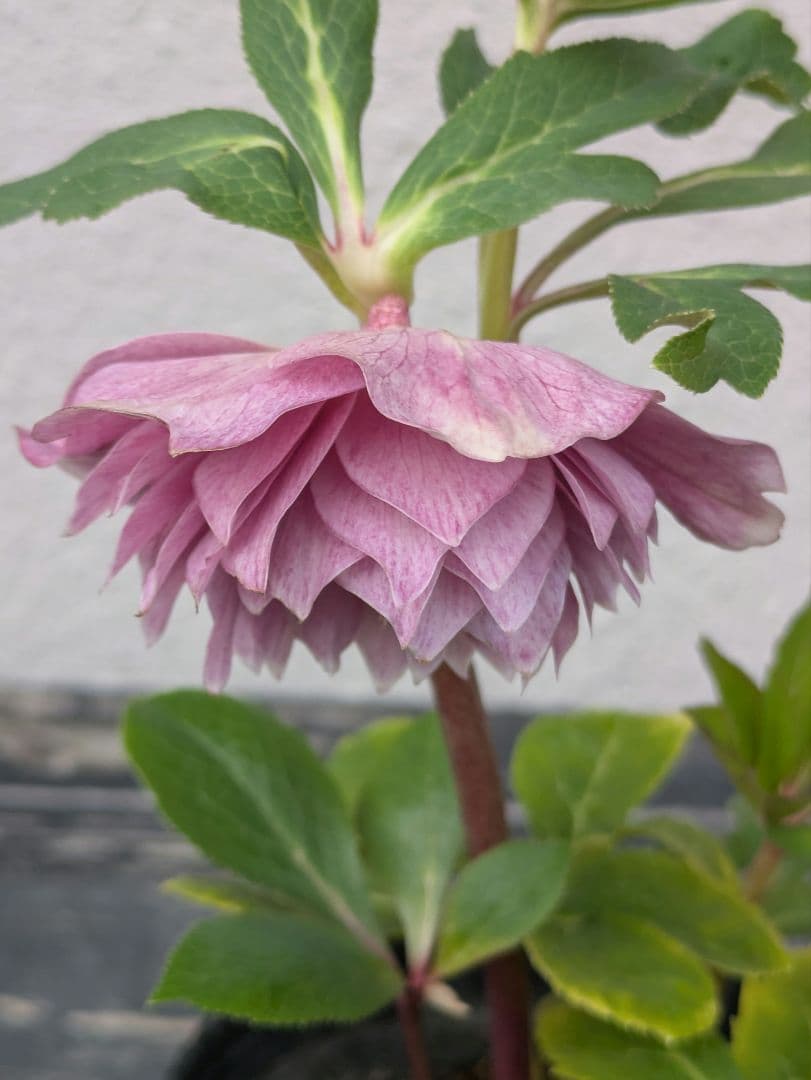 楽天市場】広瀬園芸 クリスマスローズ ソレイユの通販 【広瀬園芸