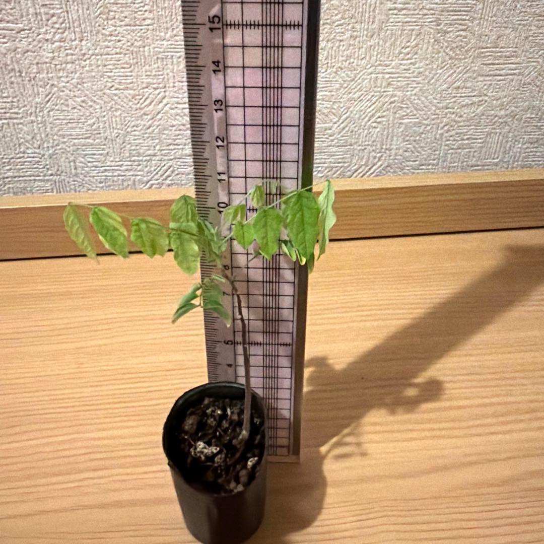 スターフルーツ苗 4cmポット入り1株 - メルカリ