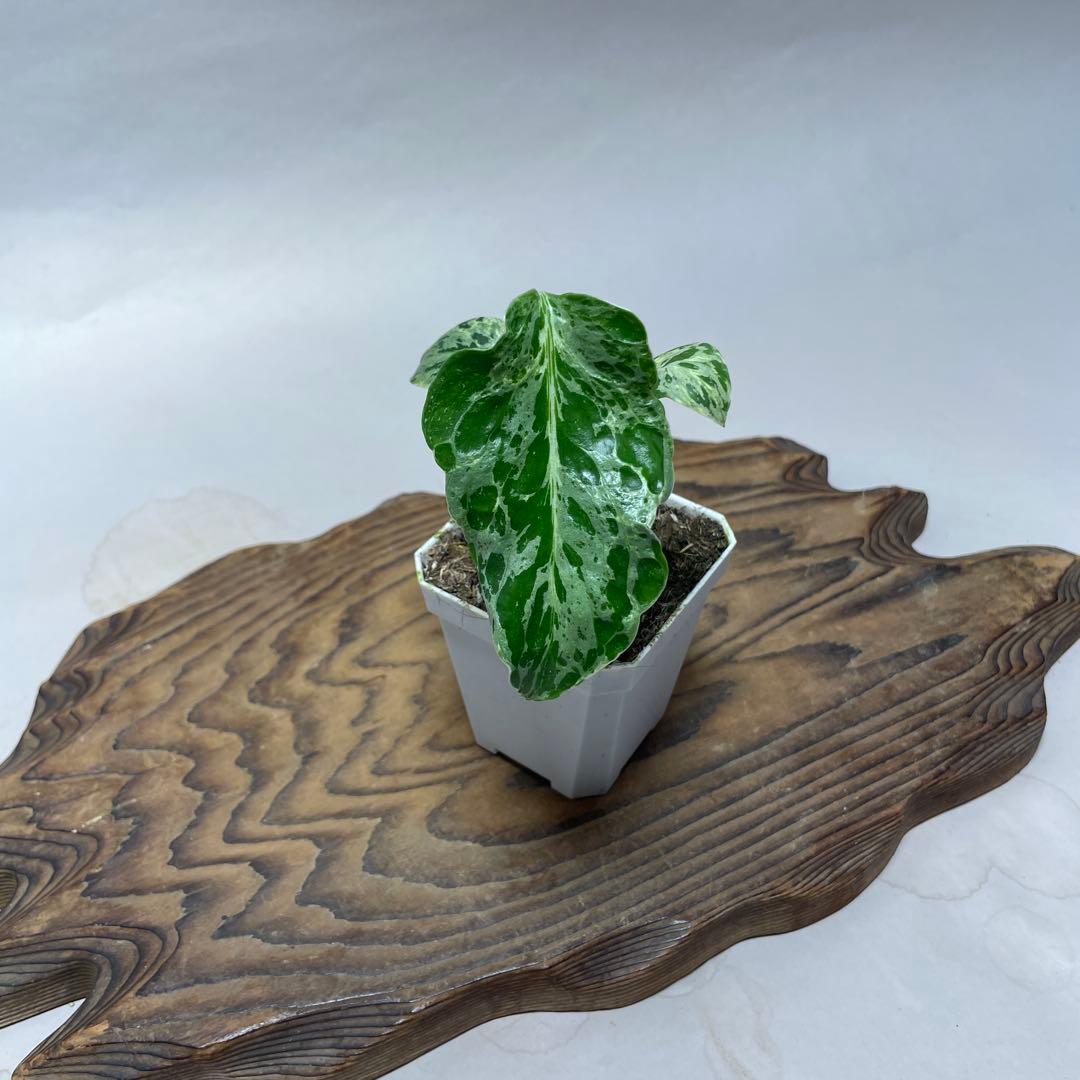 q45品種保証！斑入り保証！Bulbasaurモンステラ バルバソー フシギダネ