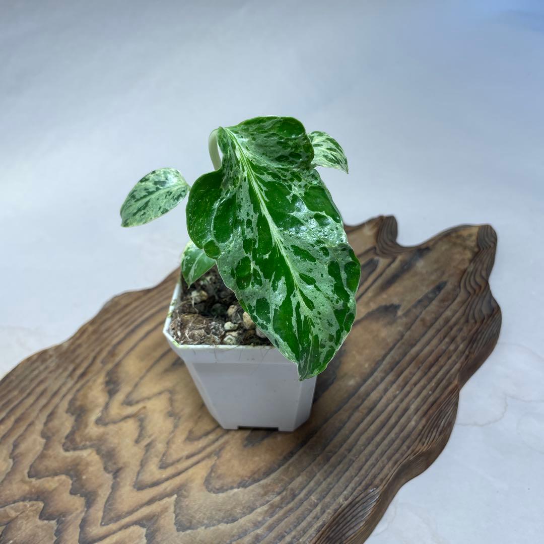 q45品種保証！斑入り保証！Bulbasaurモンステラ バルバソー フシギダネ