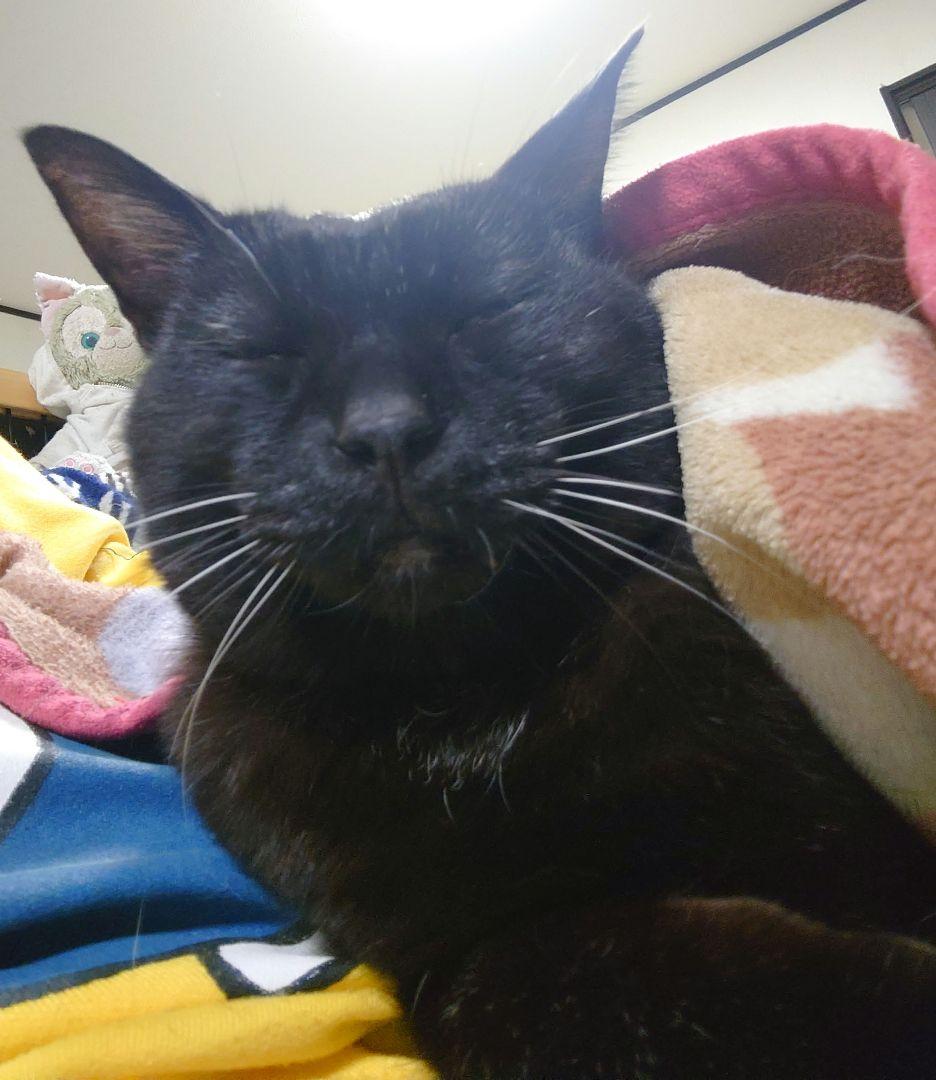 新品未使用☆トミカ☆TOMICA☆ブルーメッシュキャップ☆52cm