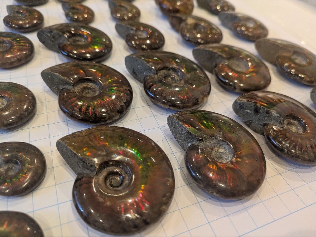 アンモナイト・アンモライト コレクション 約38個 芸術品】アンモナイトに宝石アンモライトを埋め込んで作った