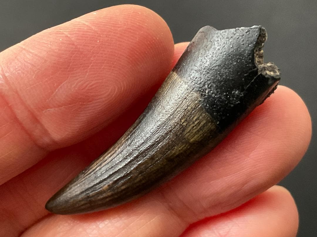 Srixon ZXi TR ドライバー 10.5 ヘッドのみヘッドカバー付き-恐竜