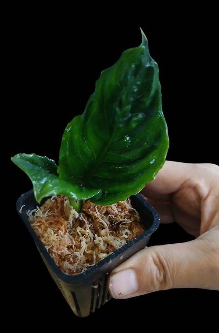 特別企画 新春セール Aglaonema アグラオネマ トリカラー メタリカ ②