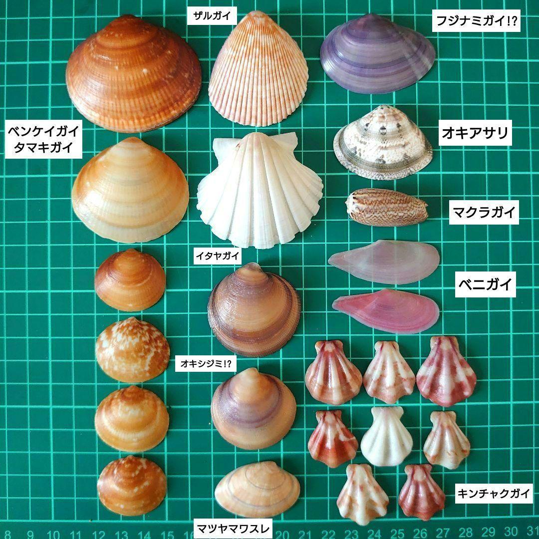 美品厳選‼️貝殻まとめ売り 20種類以上 サイズ大小さまざま 合計83個