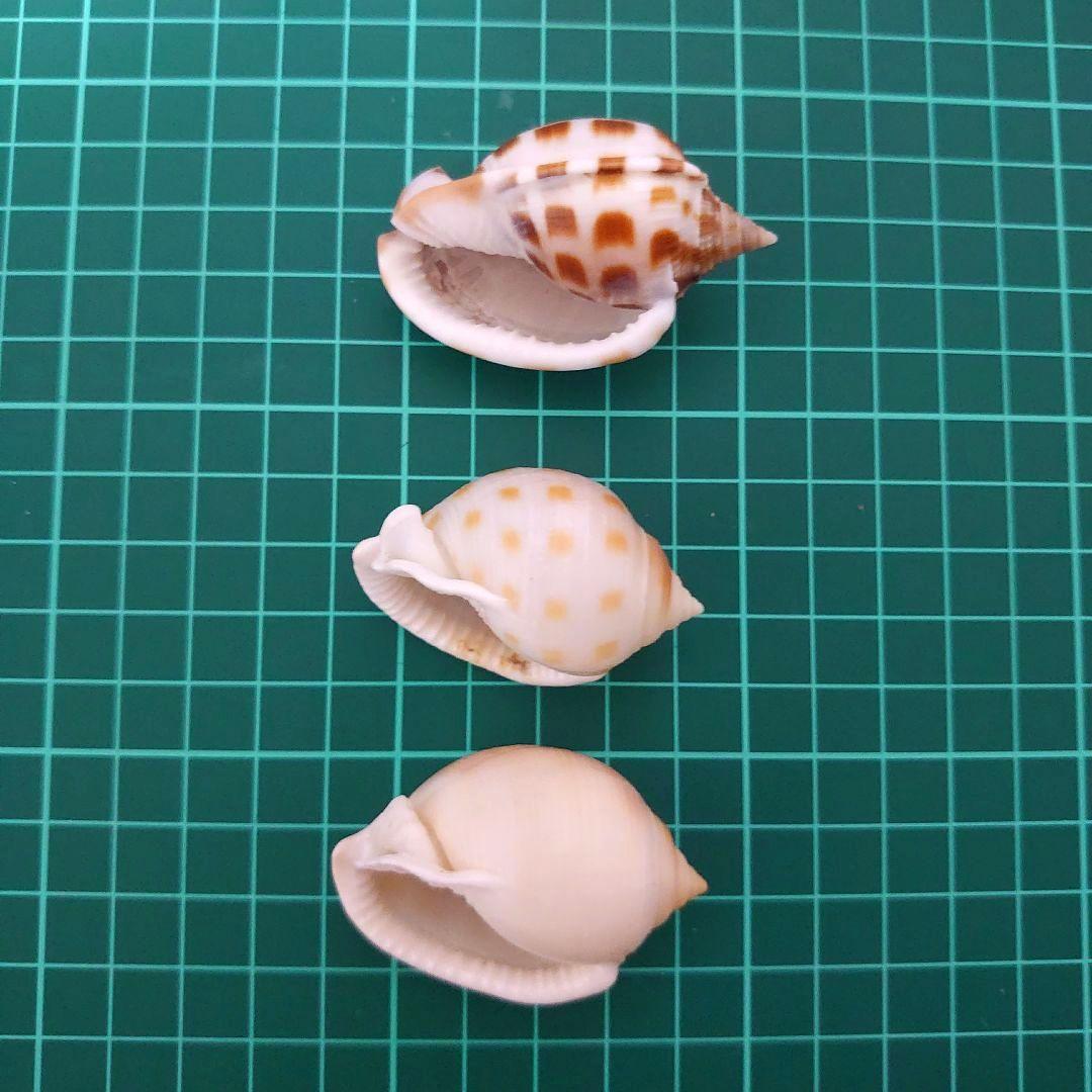 美品厳選‼️貝殻まとめ売り 20種類以上 サイズ大小さまざま 合計83個