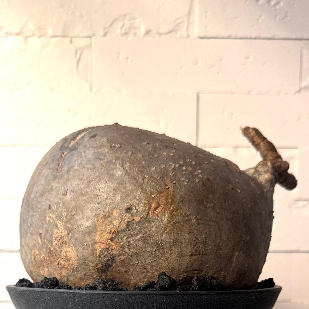 【紋次郎】PG40 パキポディウム グラキリス 発根済 現地株