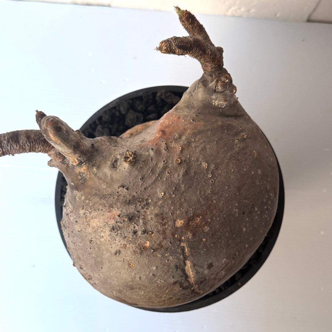 紋次郎様専用】PG40 パキポディウム グラキリス 発根済 現地株 - メルカリ