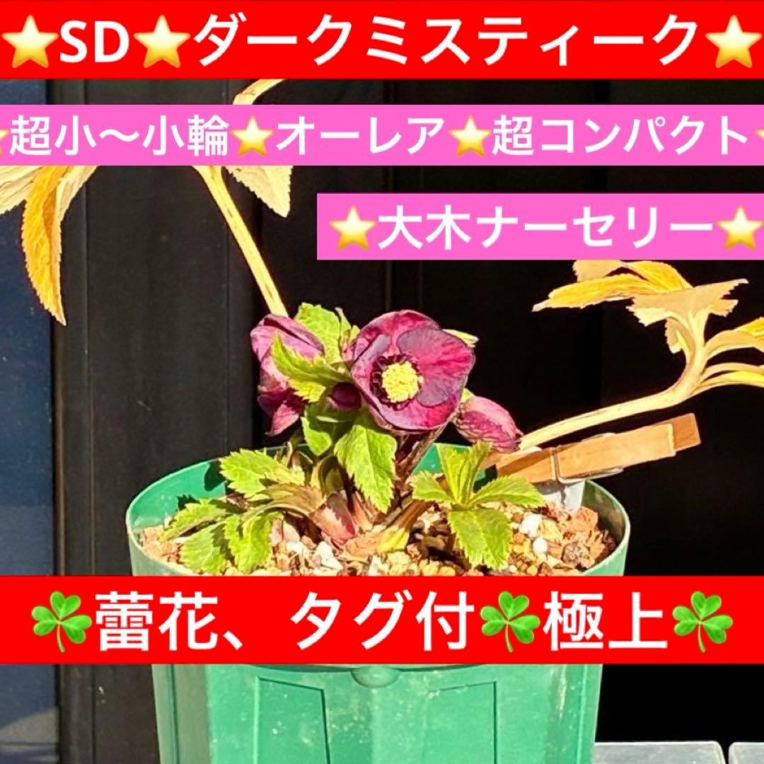 タ*ン様 3485☘️蕾花タグ付☘️極上☘️SD⭐️ダークミスティーク⭐️超小〜