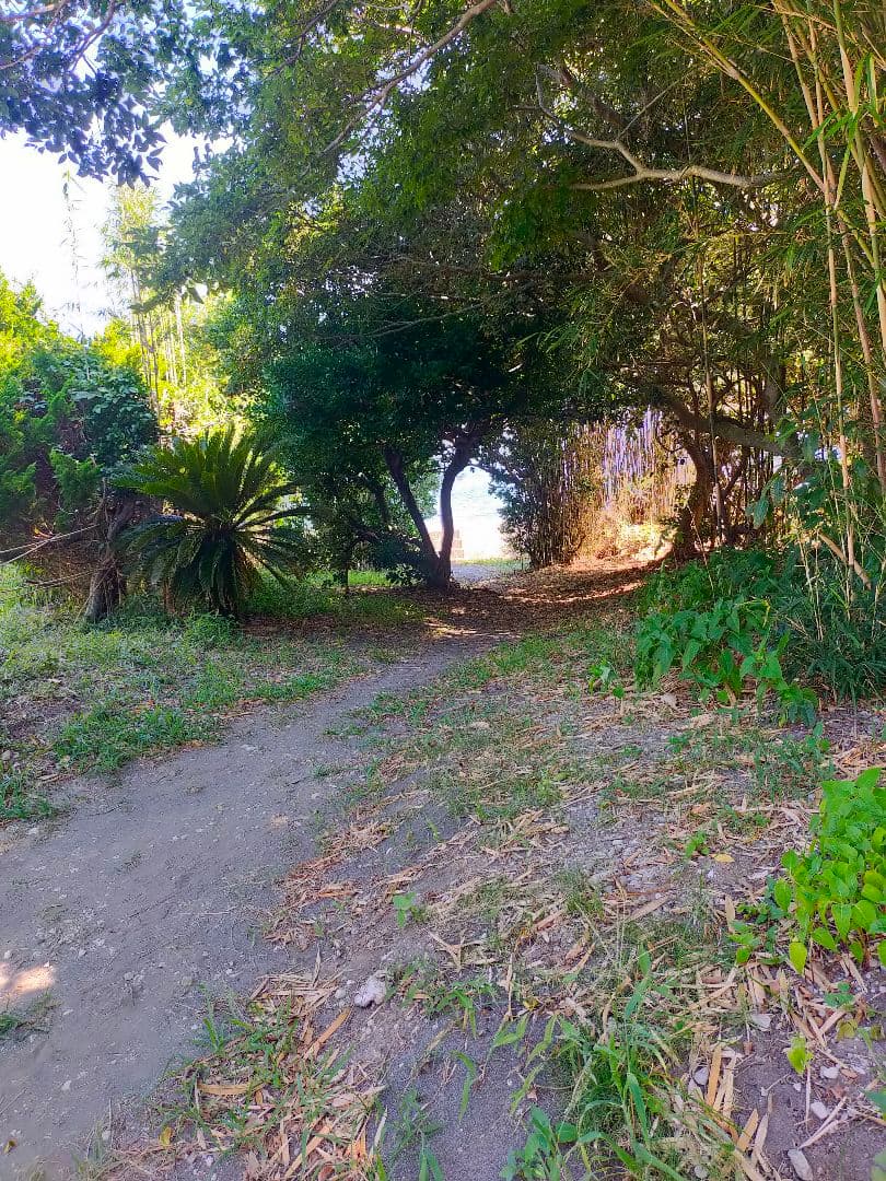 sakuraページ Sakura Fujiwara Zine Store