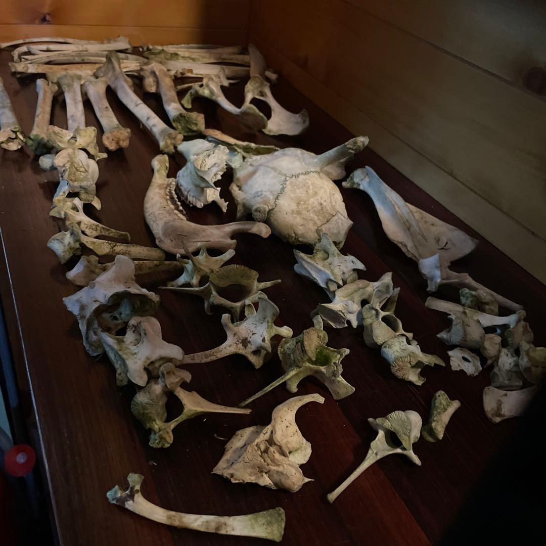 _*様 激レア美品　鹿の骨