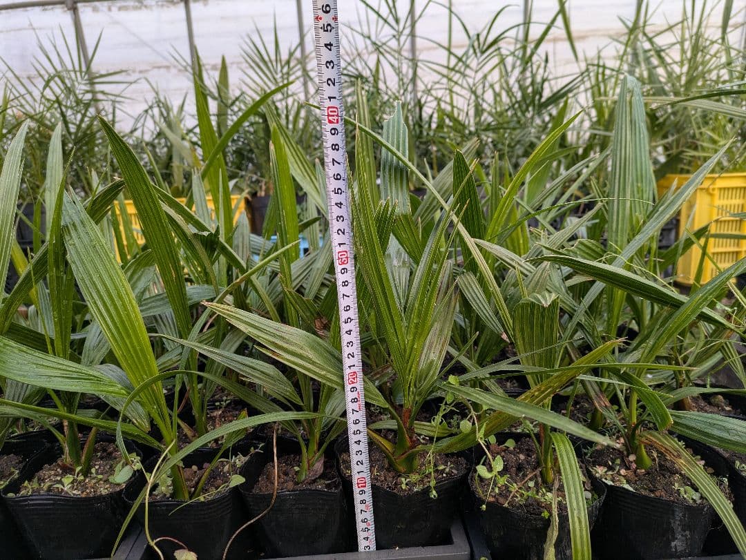 なるべく元気なのだけ選びました。カナリーヤシ50株 楽天市場】【現品発送】カナリーヤシ 苗木 中株 根巻き【AK】72 : 千草園芸