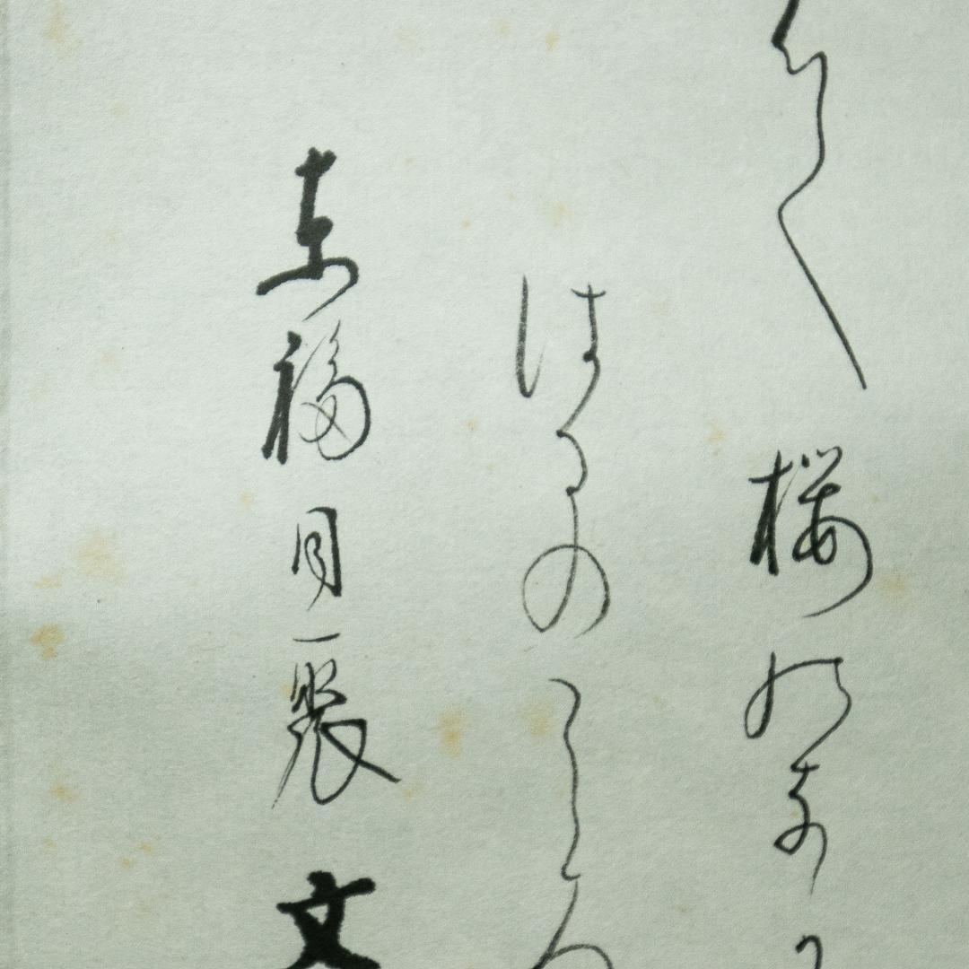 掛軸-1728 東福寺 西部文浄 夜桜画賛 共箱 - メルカリ