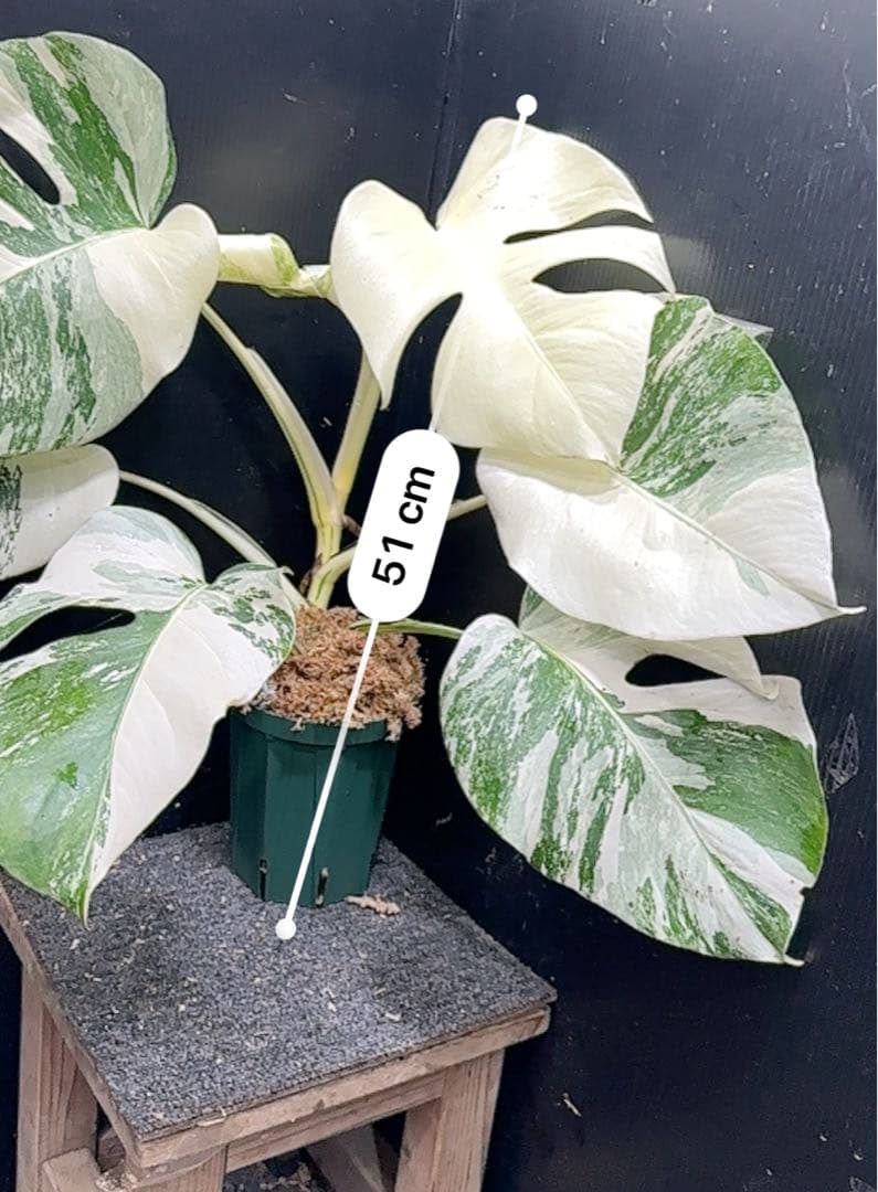 斑入りモンステラ ホワイトタイガー極美大株51cm白斑多レア
