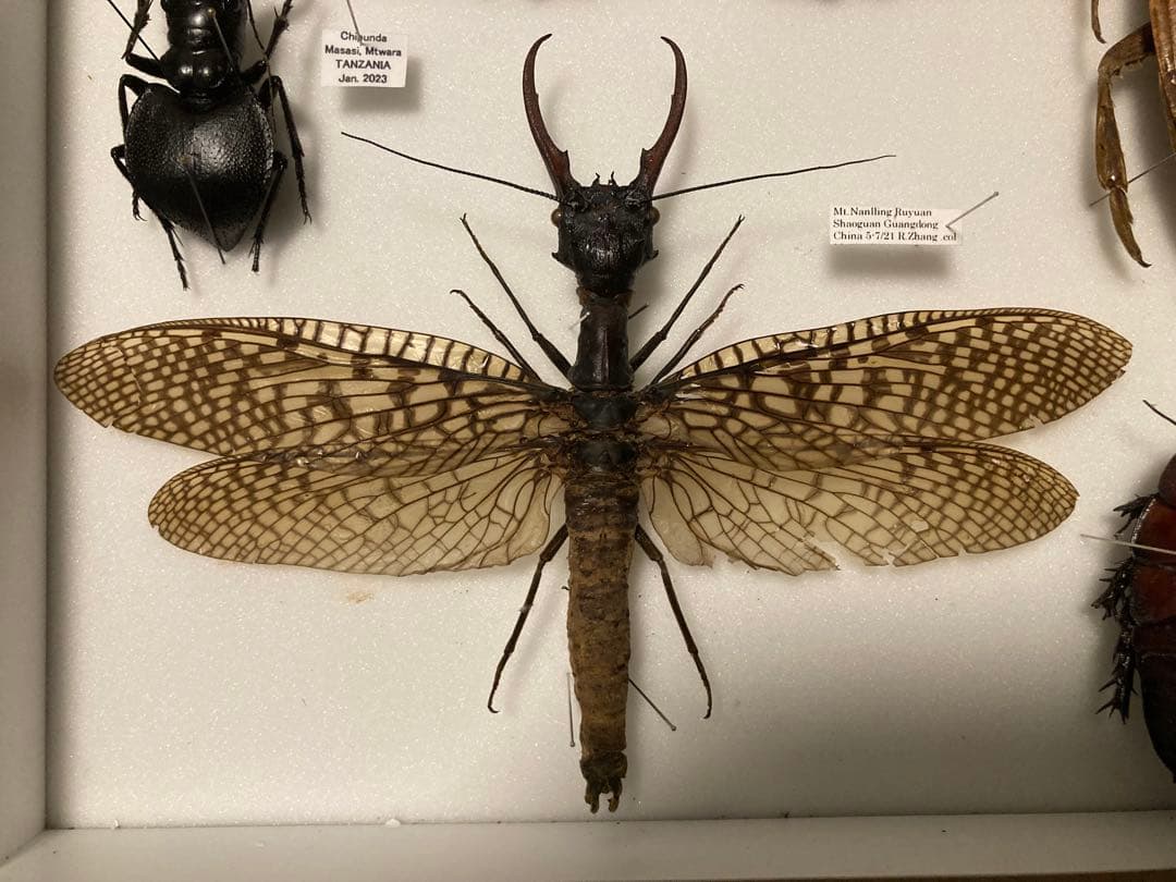 大型 オオキバヘビトンボ - メルカリ