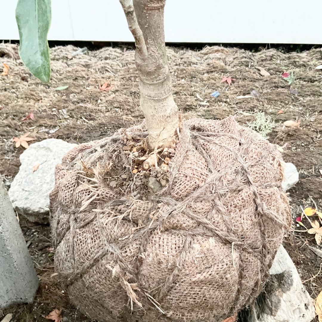 猫山さん専用 タイサンボク ケイパレス/ 949 - メルカリ