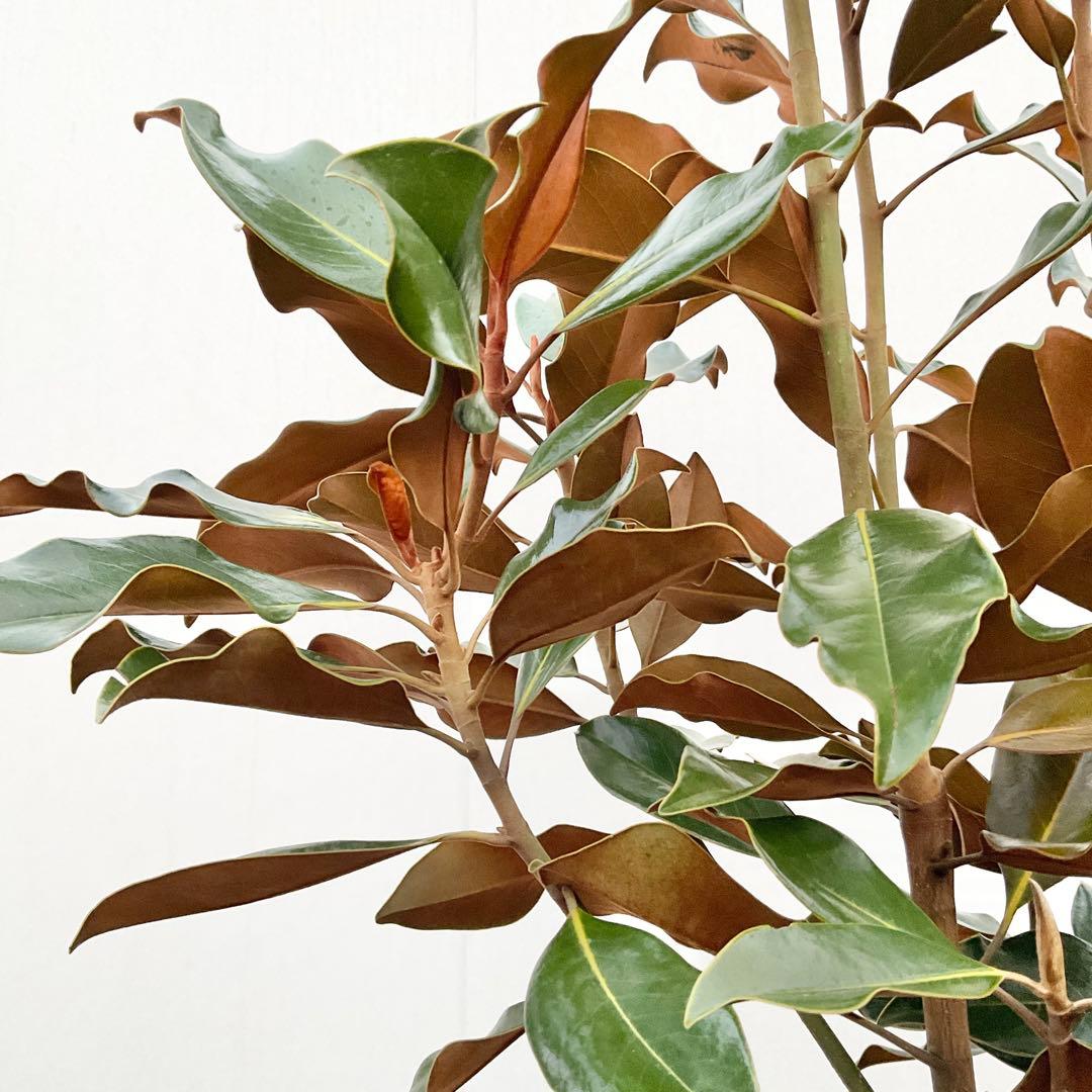 猫山さん専用 タイサンボク ケイパレス/ 949 - メルカリ