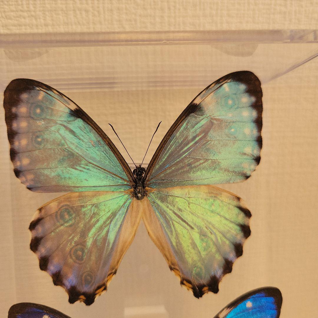 蝶の標本 輝くモルフォの世界(珍美1) - メルカリ