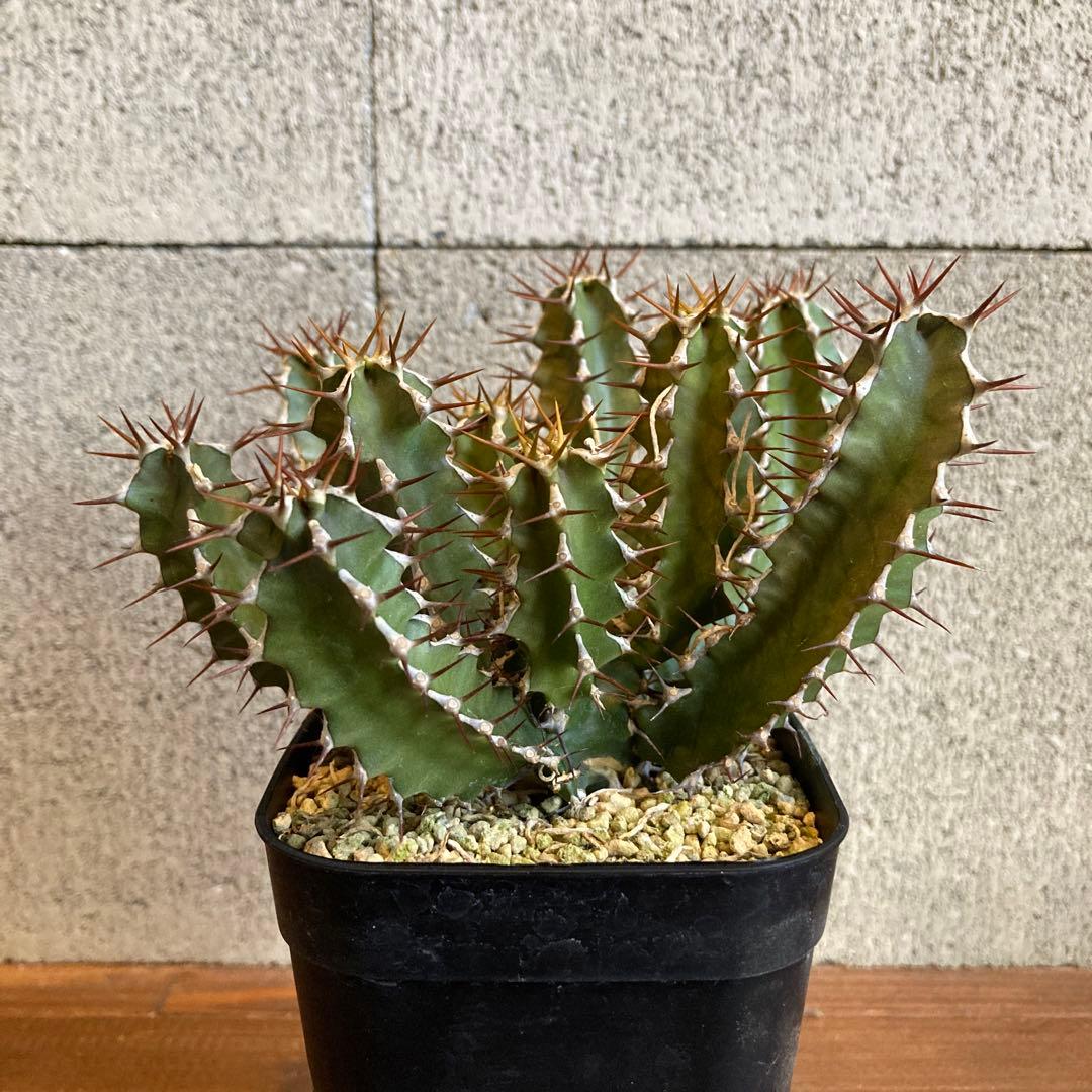 ユーフォルビア ムランジーナ 実生