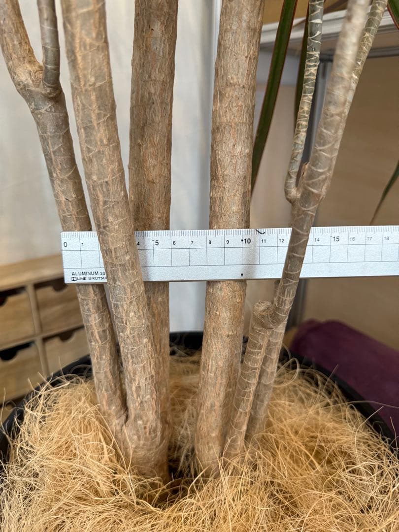 s*e様 (引き取り限定)ドラセナ・コンシンネ “レインボー”