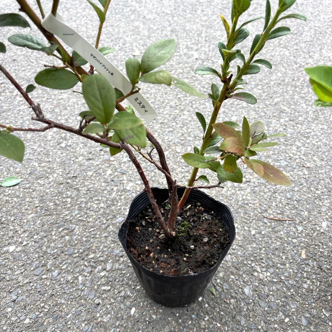 519ブルーベリー苗 ミスティとシャープブルーの2本 - メルカリ