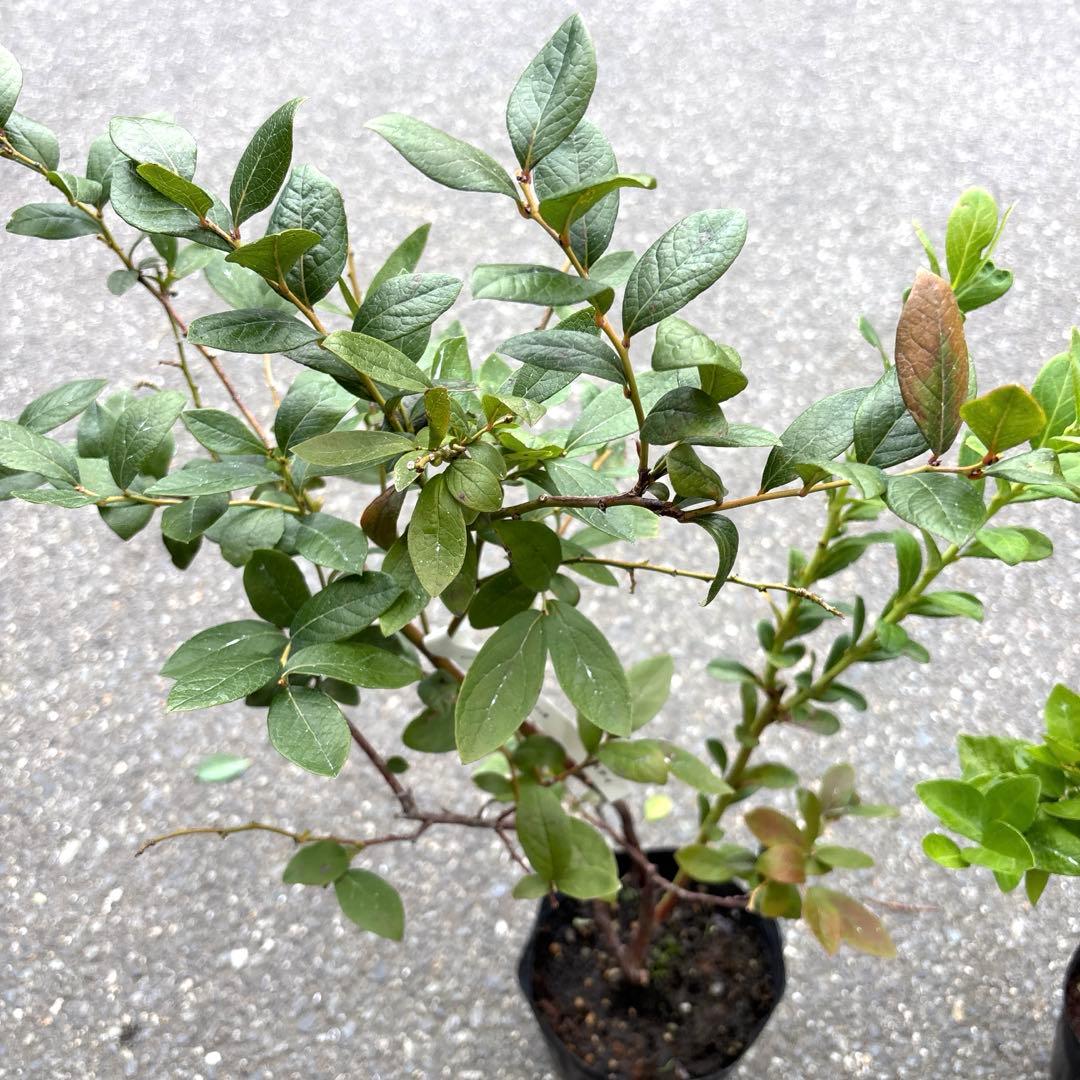 519ブルーベリー苗 ミスティとシャープブルーの2本 - メルカリ