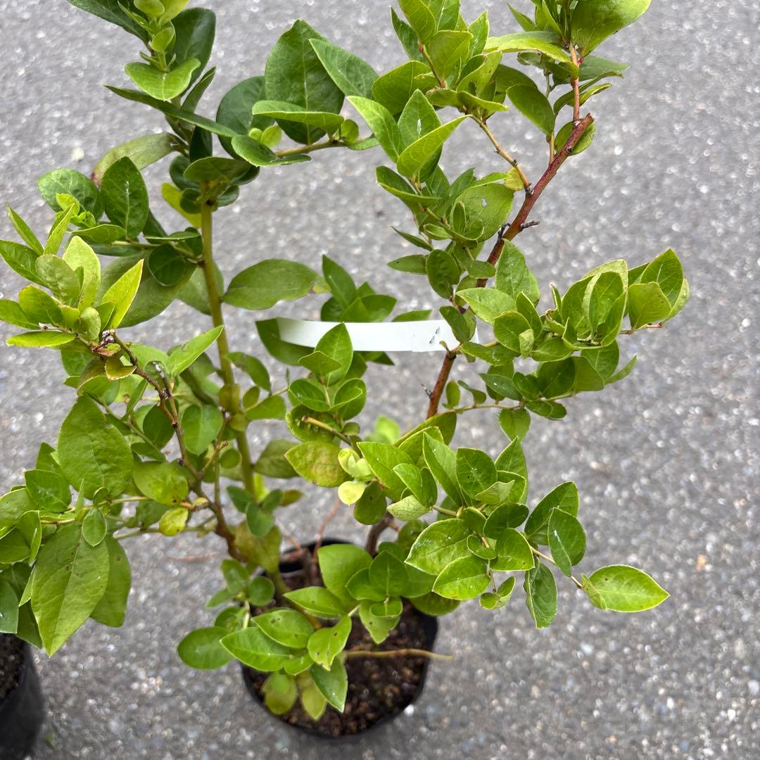 519ブルーベリー苗 ミスティとシャープブルーの2本 - メルカリ