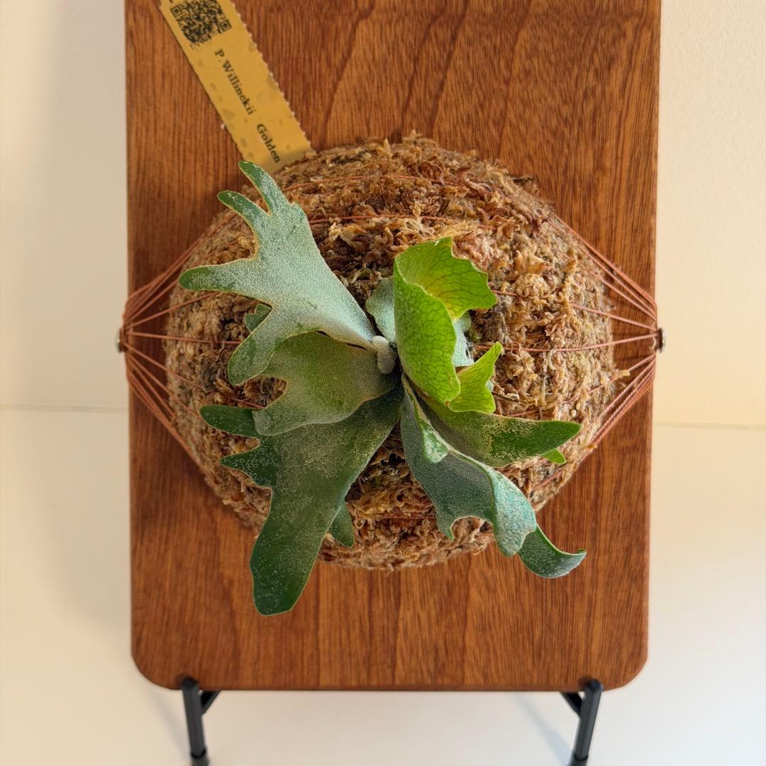 板付　ビカクシダ P. Willinckii Golden Boy