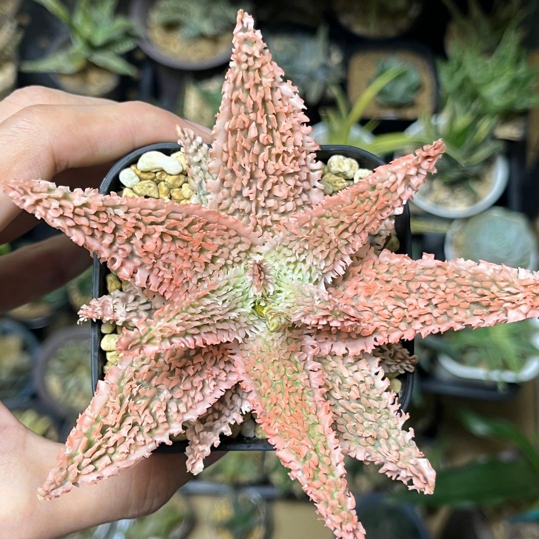 Belfiore Succulentsのアロエ・ハイブリッド　抜き苗