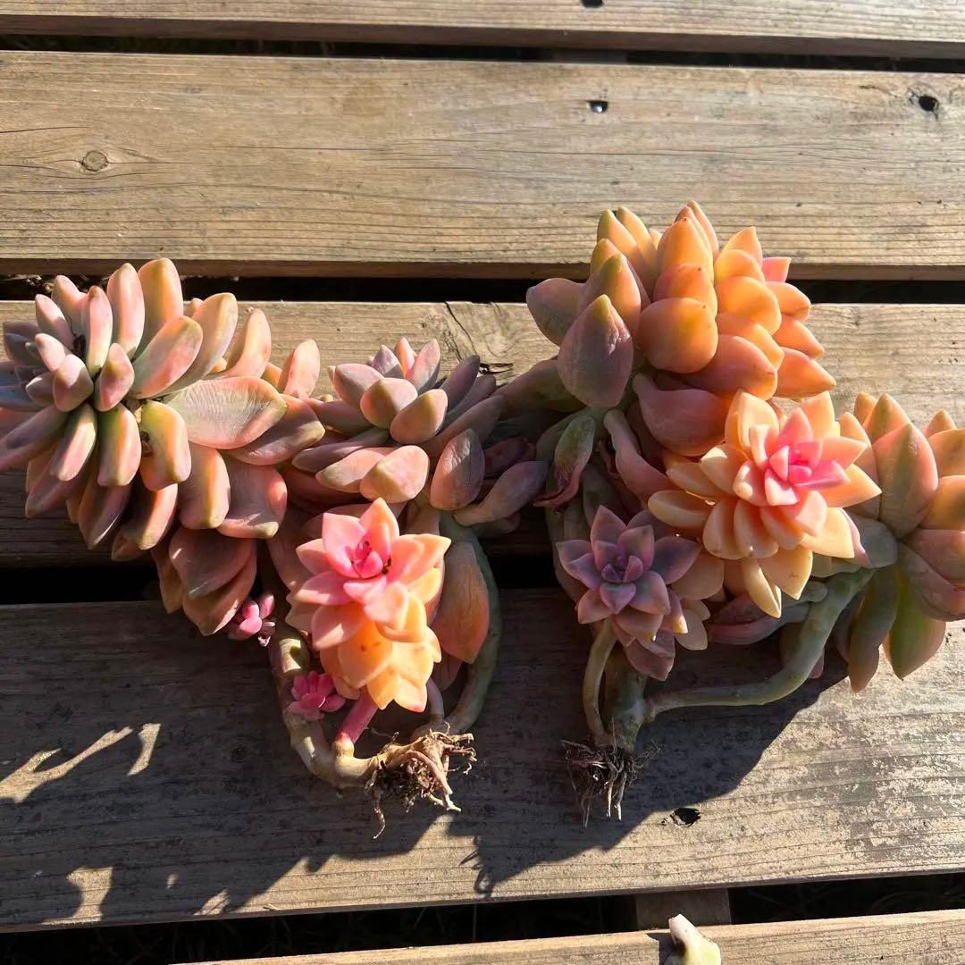 多肉植物　淡雪錦.抜き苗4株..法師錦1株