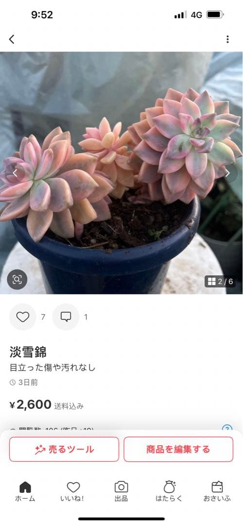 多肉植物 淡雪錦.抜き苗4株..法師錦1株