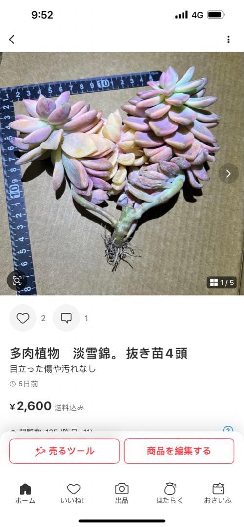 多肉植物 淡雪錦.抜き苗4株..法師錦1株