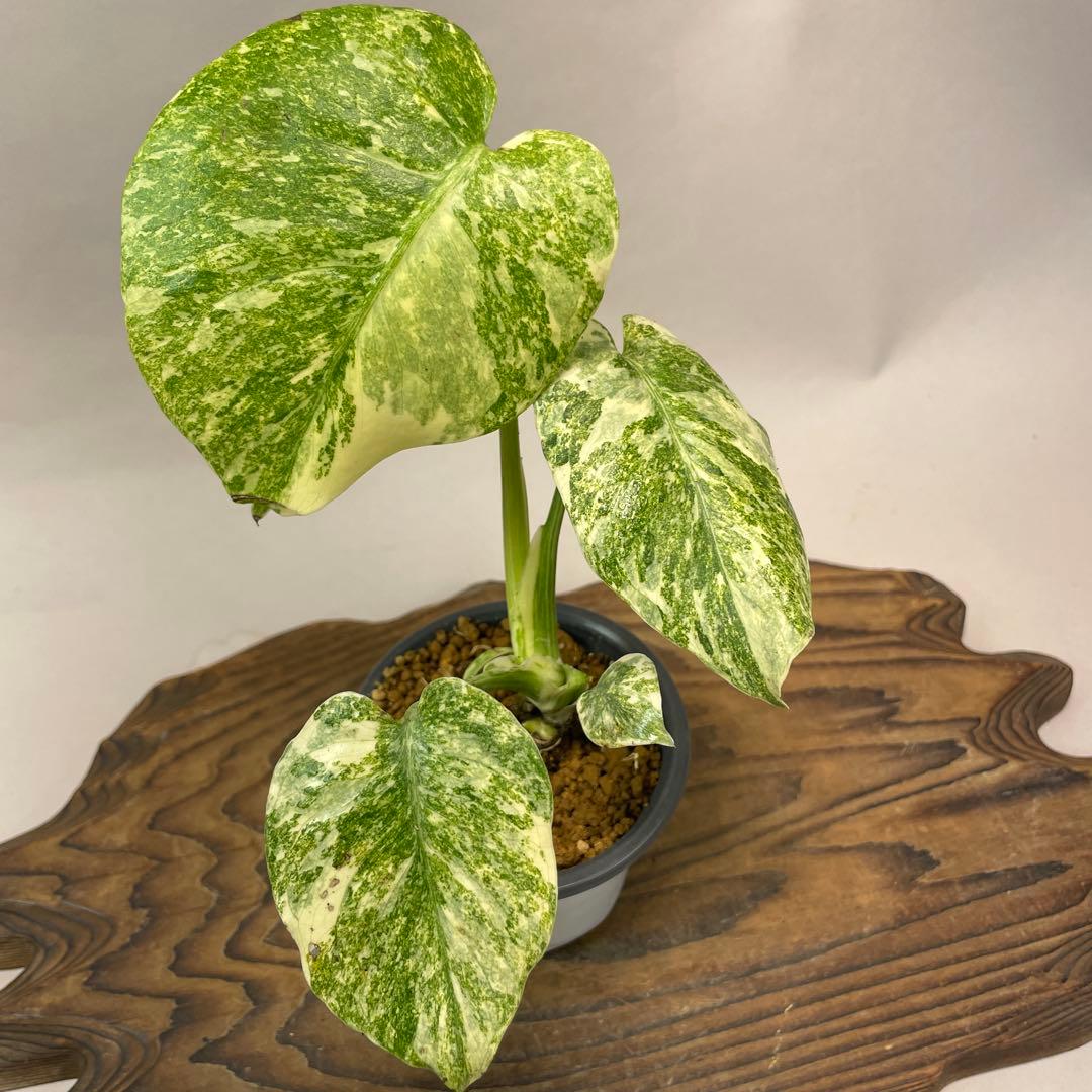 ユ*キ様 a14モンステラ　デリシオーサ　レガシー　斑入り