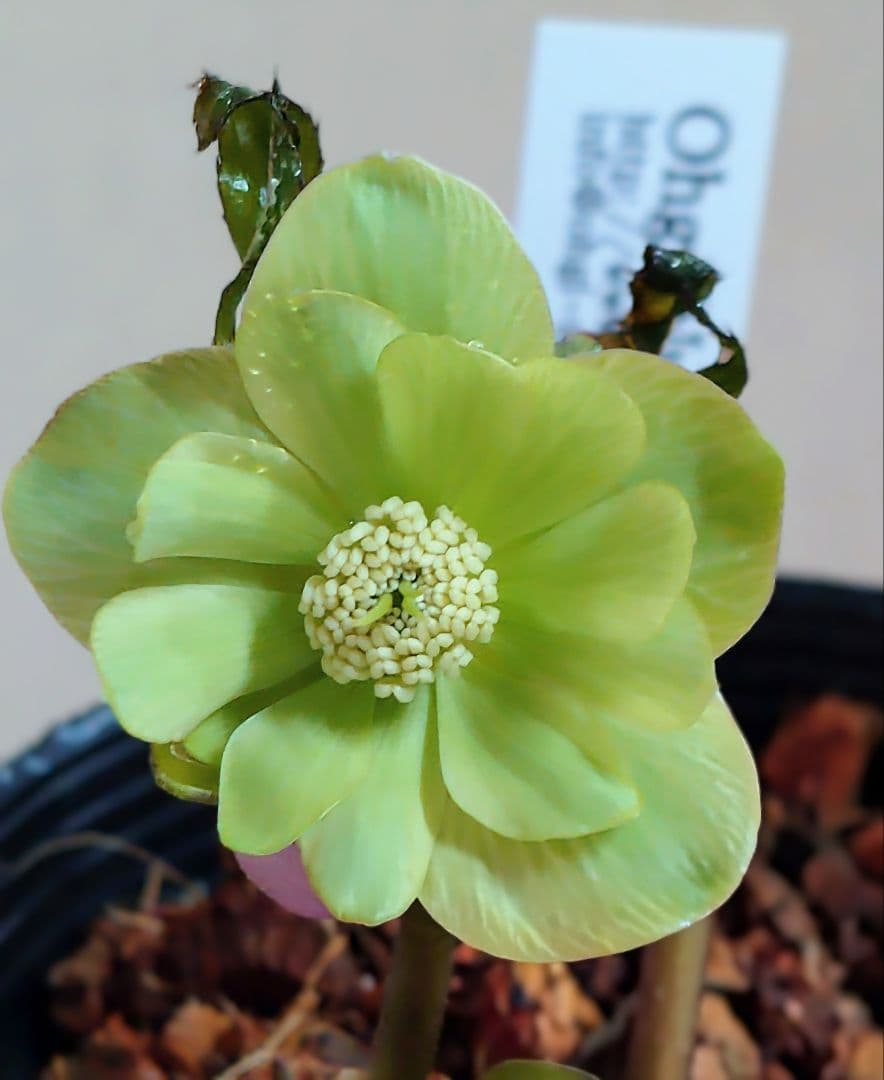 クリスマスローズ株分け - メルカリ