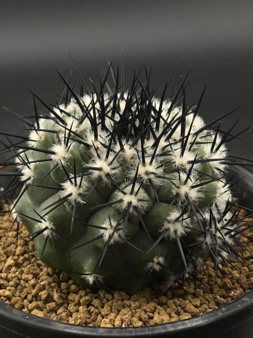 強刺 黒王丸 カキコあり コピアポア 台付 - メルカリ