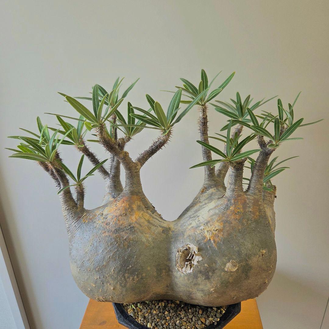 や*や様 【最終値下げ】パキポディウム　グラキリス　現地球　二頭　　大株