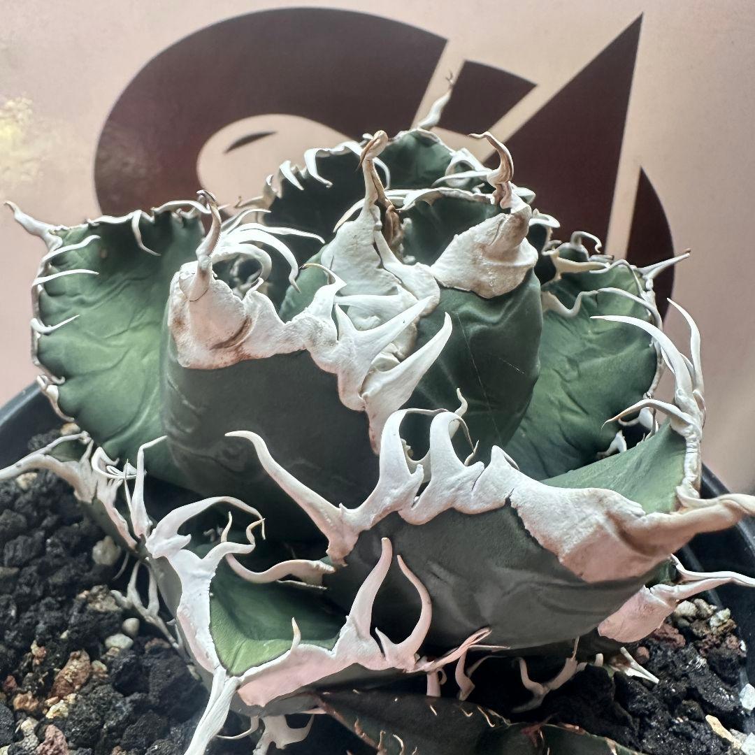 731【上澳園芸】 アガベ チタノタ 悪魔くん メデューサ 良質子株 楽天市場】アガベ チタノタ （ HX)黒犀白鯨 スーパーチタノタ 悪魔くん