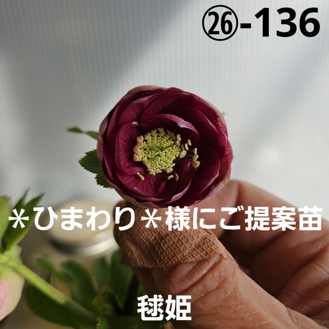 ＊ひまわり＊様ご購入苗㉖-136㉖-184クリスマスローズ 楽天市場】2026年NEW クリスマスローズ 苗 5号プラ鉢入り