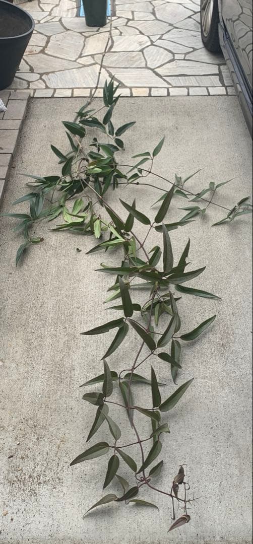 プ*４様 クレマチス　アーマンディー　アップルブロッサム　3M 5年生 大苗 クレマチスアーマンディ・ アップルブロッサム🌸 4号size 入荷 | gris