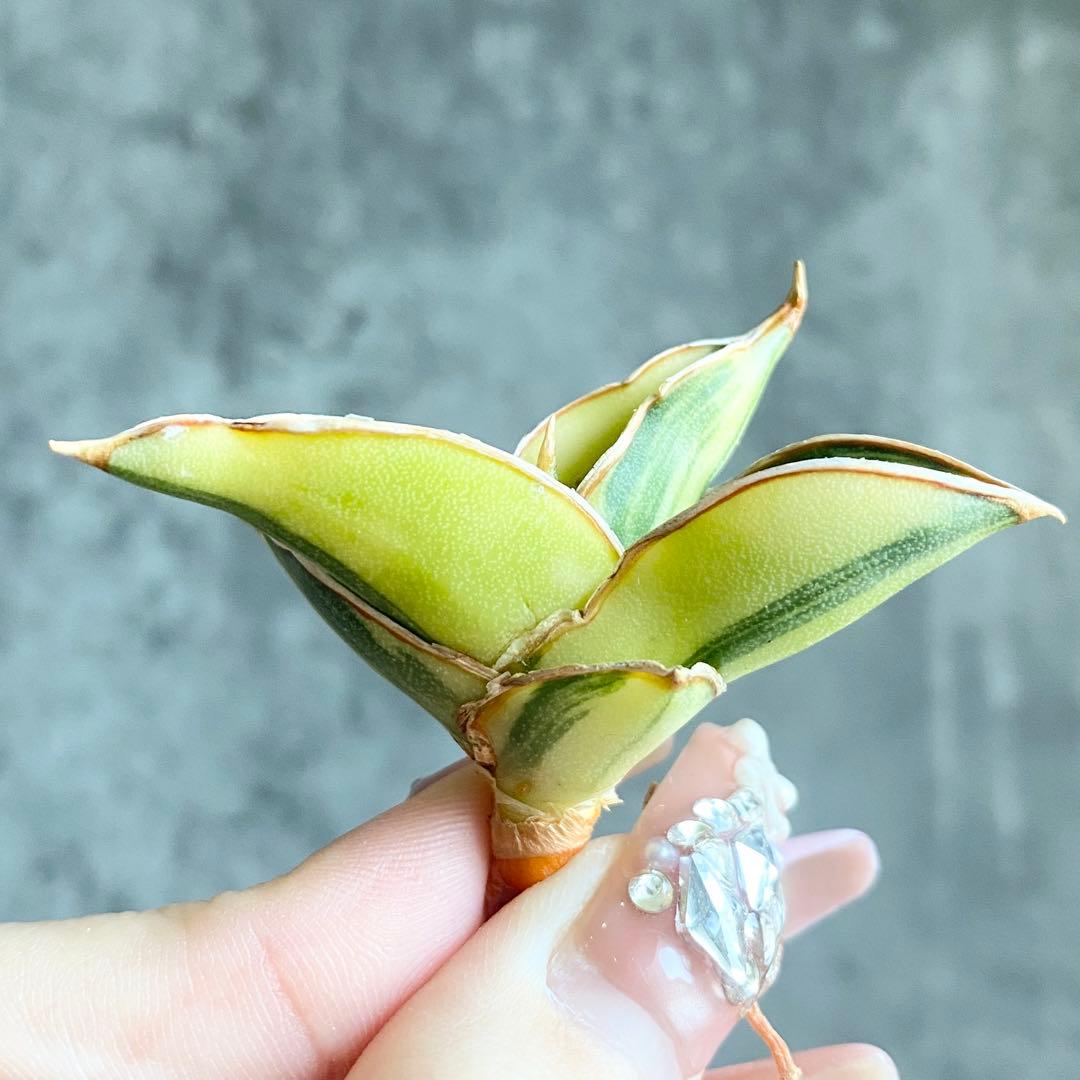 た*ん様 S11619★オークション販売★ サンスベリア ロリダ 極上斑入り株！ 2026年最新】サンスベリア ロリダ 斑入りの人気アイテム - メルカリ