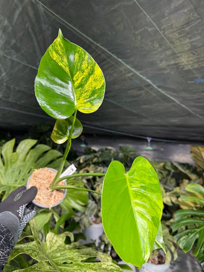 Mr2モンステラ　イエローマリリン　黄斑入り
