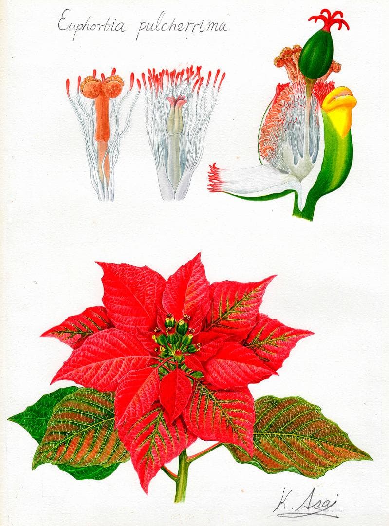 絵画】ボタニカルアート 「ポインセチア」原画 - メルカリ