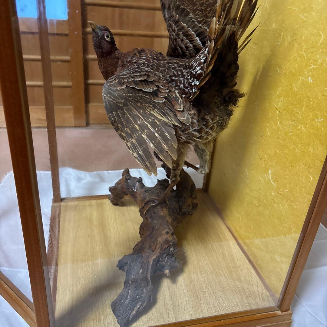 木製 鳥の彫刻 茶色と金色の羽根 雉 剥製 掘り出しもの - メルカリ