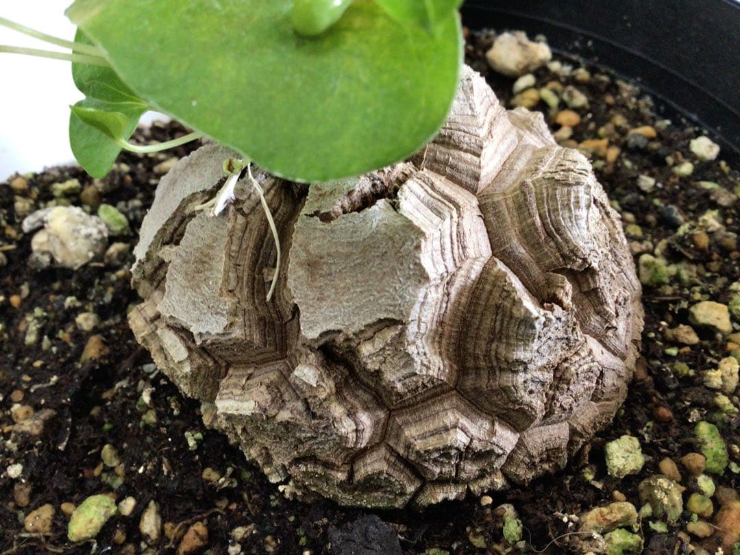 ③ 特選品‼︎ しっかりとした塊根直径9センチ亀甲竜