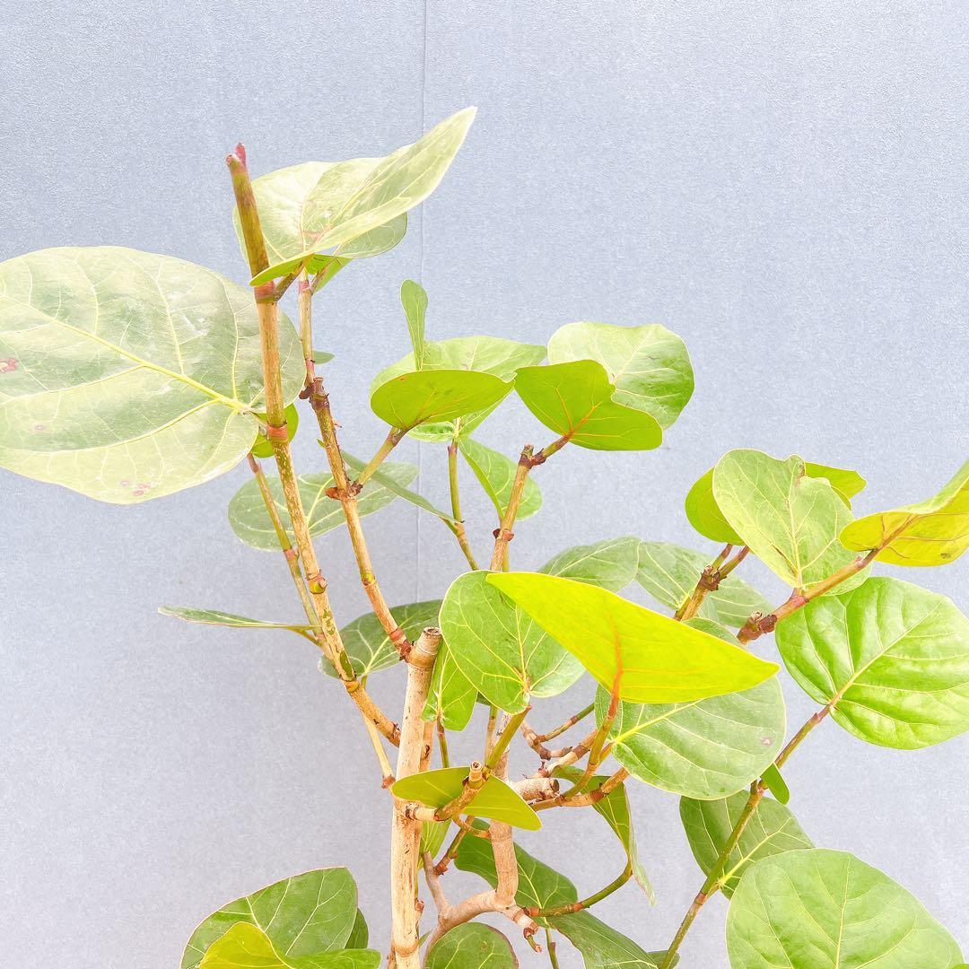 現品 海葡萄 シーグレープ 曲がり 2番 観葉植物 希少 インテリア