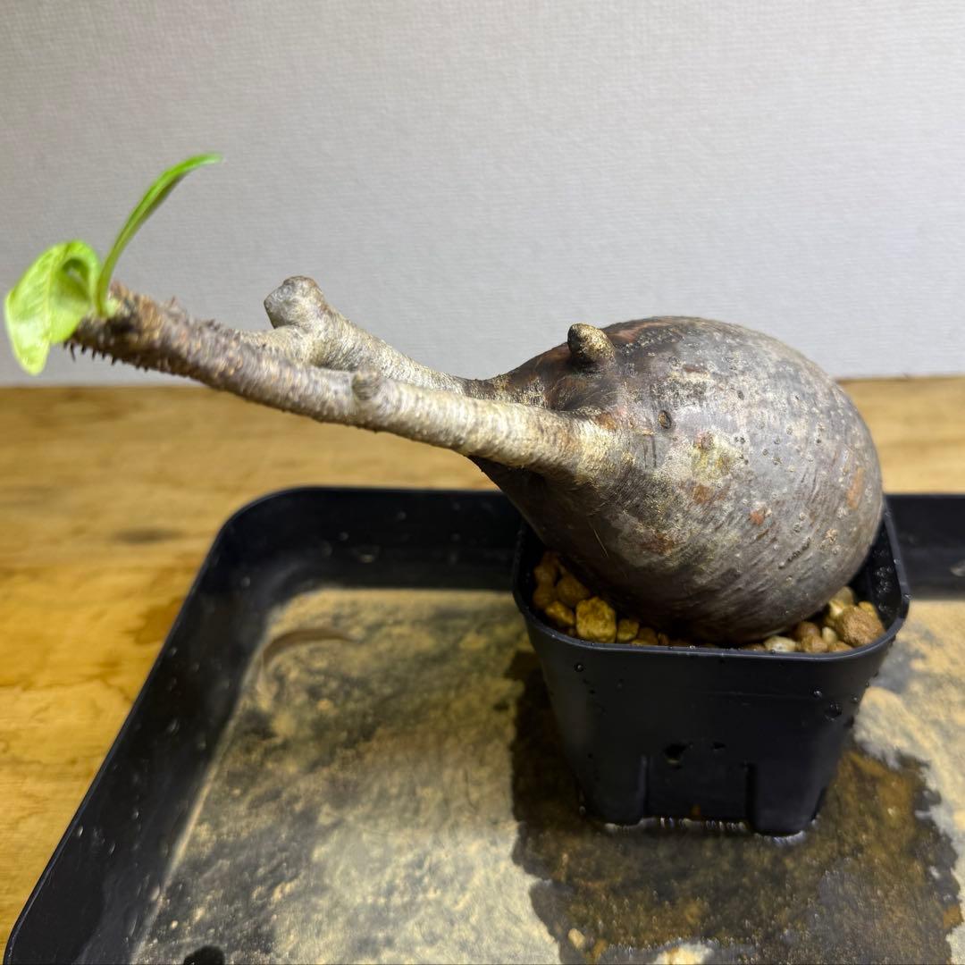 パキポディウム グラキリス 現地球 発根管理中 - メルカリ