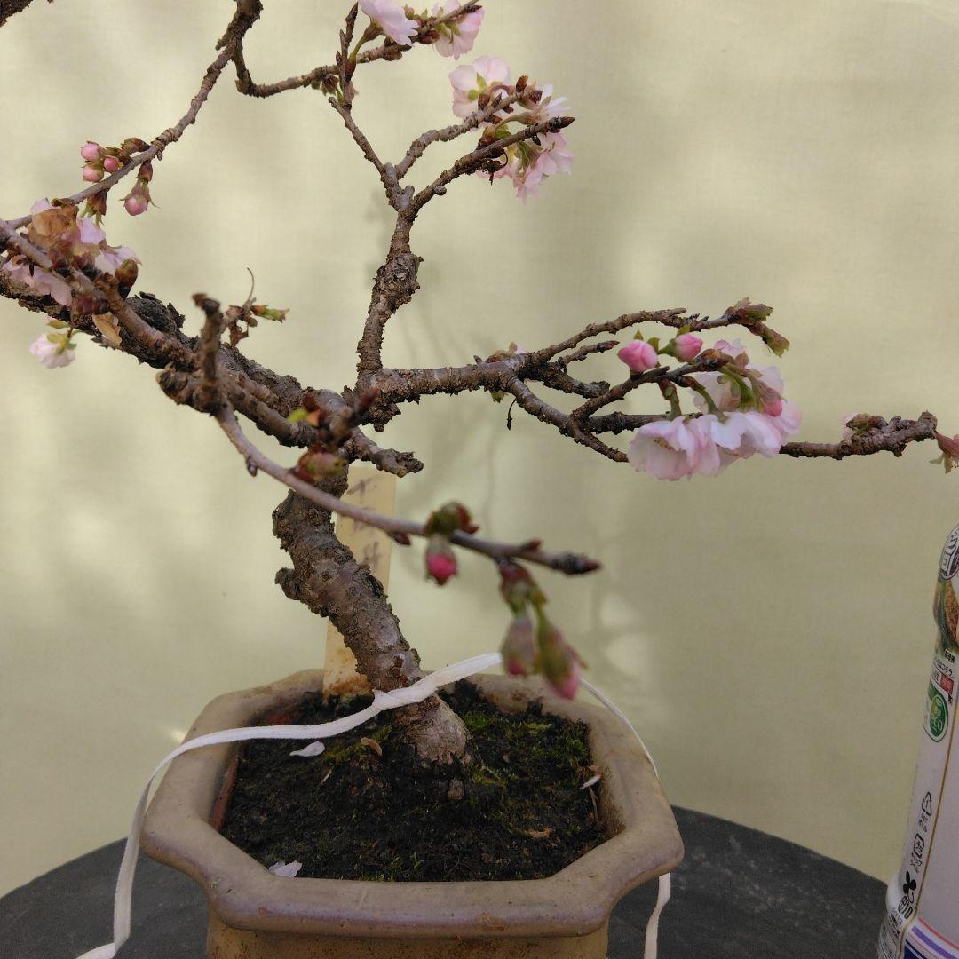 値引きセール中。十月桜盆栽　花ざかり 株）一樹園 十月桜 小品盆栽／樹齢15年 : 一樹園 - 通販 - Yahoo
