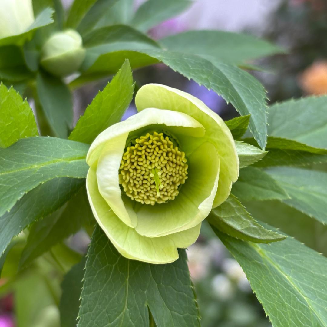 原種クリスマスローズ♡リグリクス♡充実株 - メルカリ