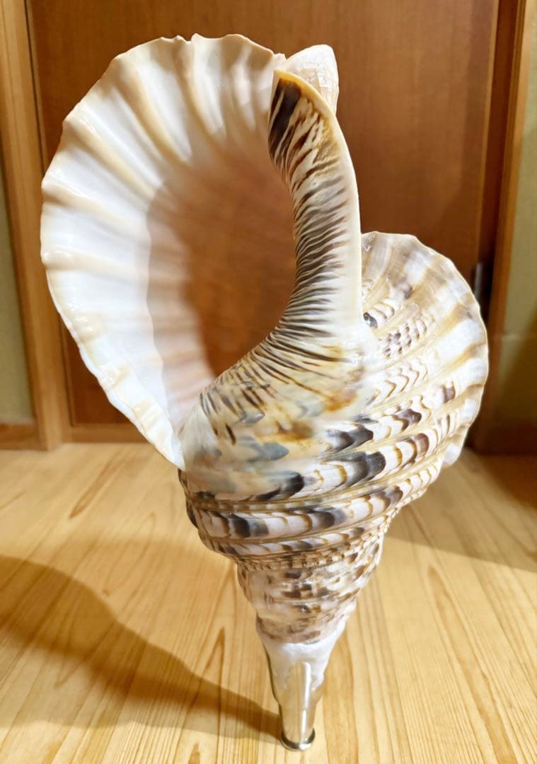 a*0様 希少特大肉厚45㎝修験道法螺貝　山伏　密教　魔除け　熊よけ❣️ほら貝ホ
